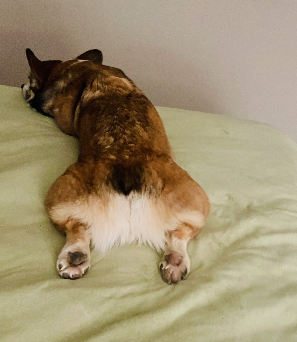 Sploot time

#CorgiCrew