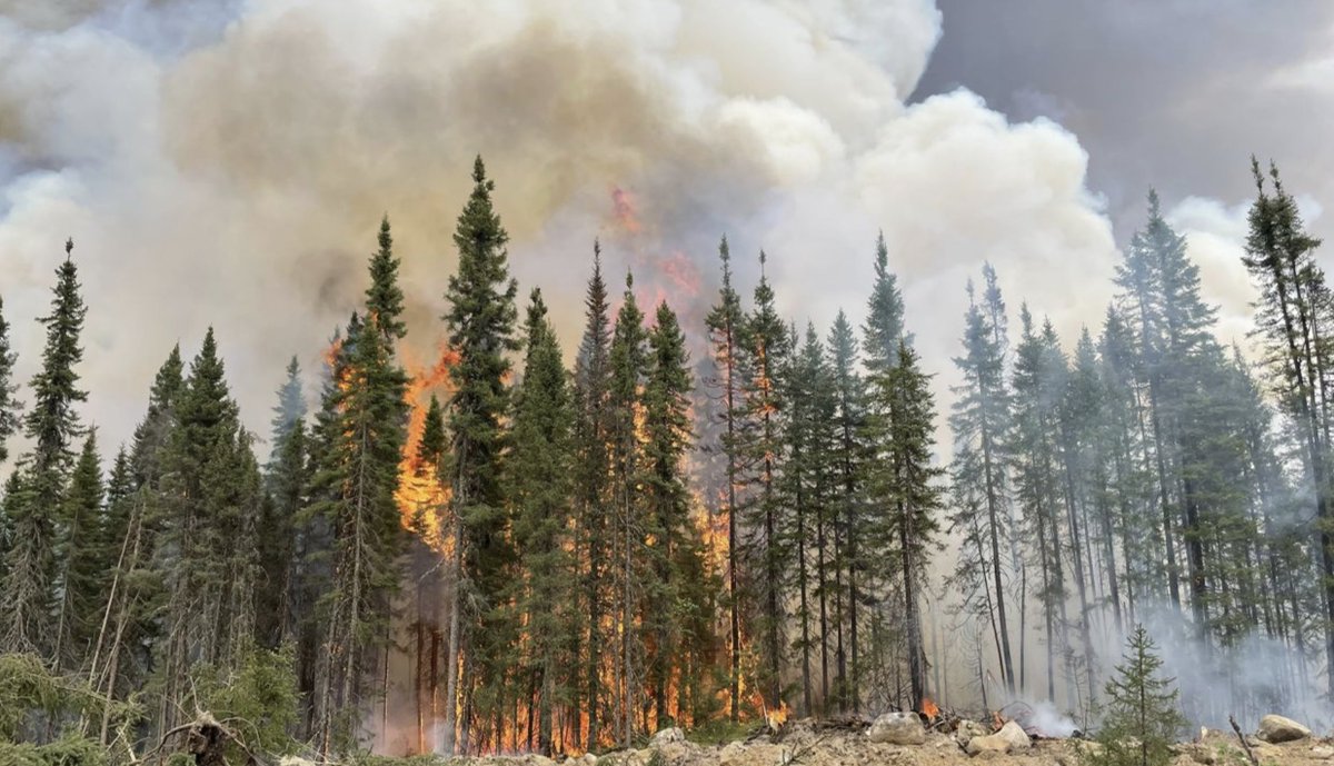 The Devastating Impact Of Wildfires
tinyurl.com/DevastateWildf…