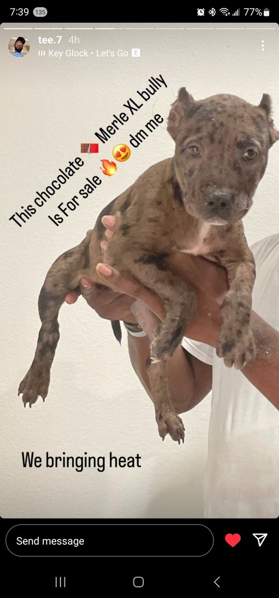 BigQDog72's tweet photo. @queennaija We just had a beautiful Bully litter check out this female bully we named her Nahla https://t.co/F7it2nJclV