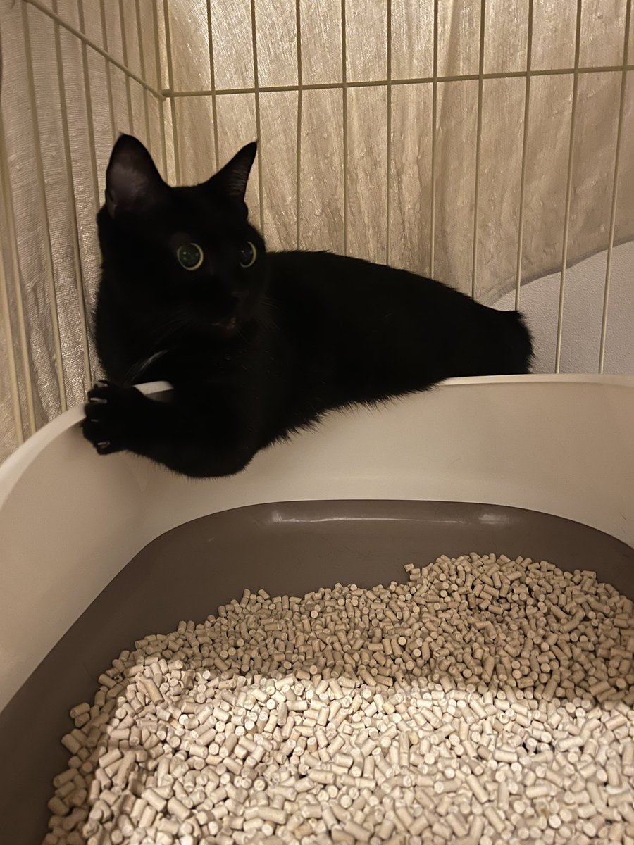 保護して12日
まだ色んな事にビビってしまう。

#保護猫と暮らす 
#保護猫奮闘中
#猫のいる暮らし