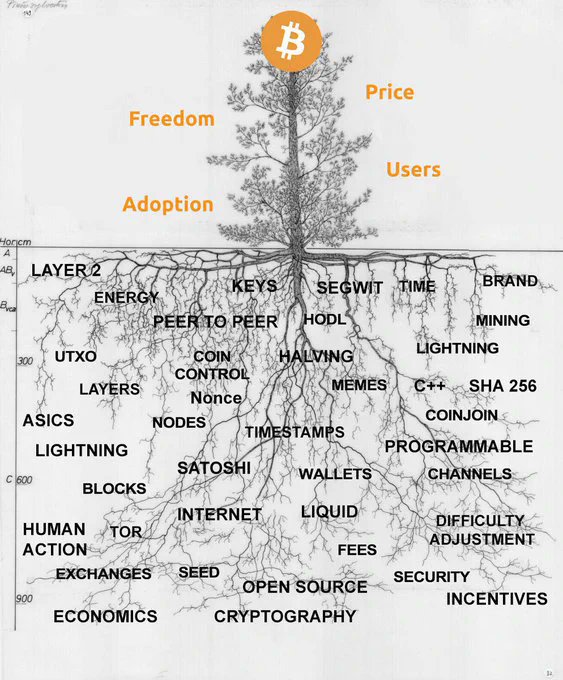 Block S with Tree - Identity Guide