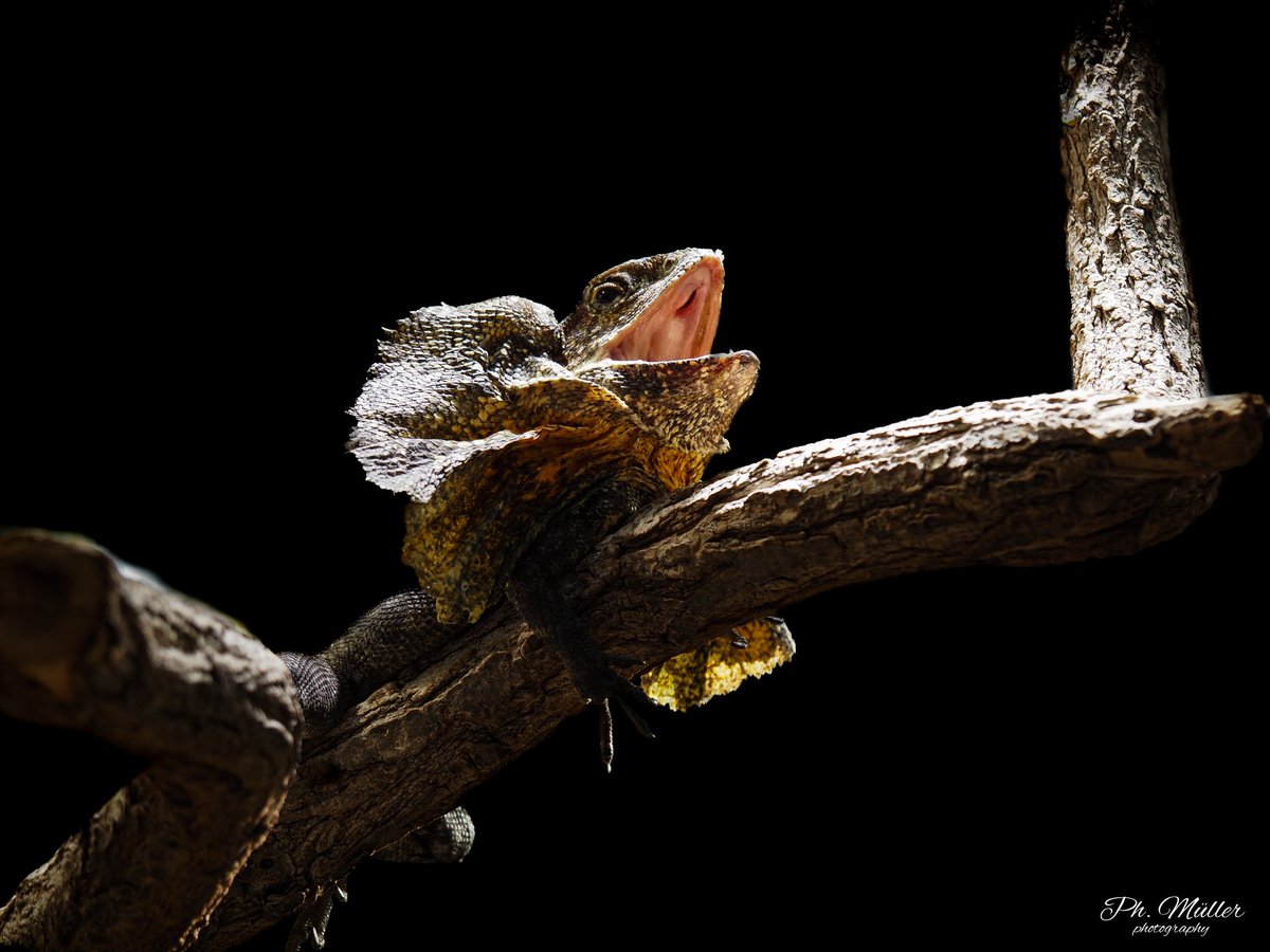 o0Philipp0o's tweet photo. 😊 (📷)
-
#kragenechse #echse #echsen #tier #tiere #frilledlizard #lizard #lizards #animal #animals
-
#fotografieren #fotograf #foto #fotos #photography #photographer #photo #photos #olympus #omd #zoo #hobby #schweiz https://t.co/c4DBMkCZK2