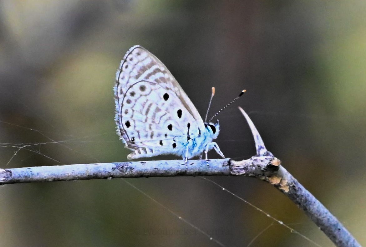 Syrian Babul Blue (azanus jesous gamra) for theme #TitliTuesday - Rajasthan Aravallis, August 2023. 
#IndiAves #ThePhotoHour #natgeoyourshot #channel169 #macrohour #butterflies #aravallis #conservation #entomology #saveindianforests #NaturePhotography #rajasthantourism