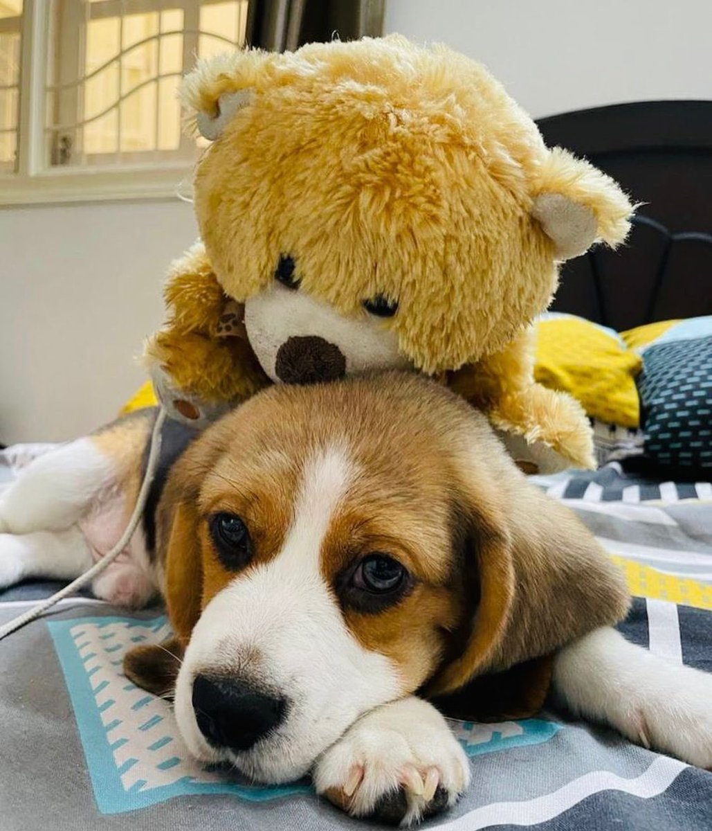 scotchvilla's tweet photo. Pupdate 26 - Yes I know what you all are thinking now. A toy plus toy spreads so much joy 🧸🐶 #beagle #puppy #scotchvilla #dogs https://t.co/lDh8bxQHqz