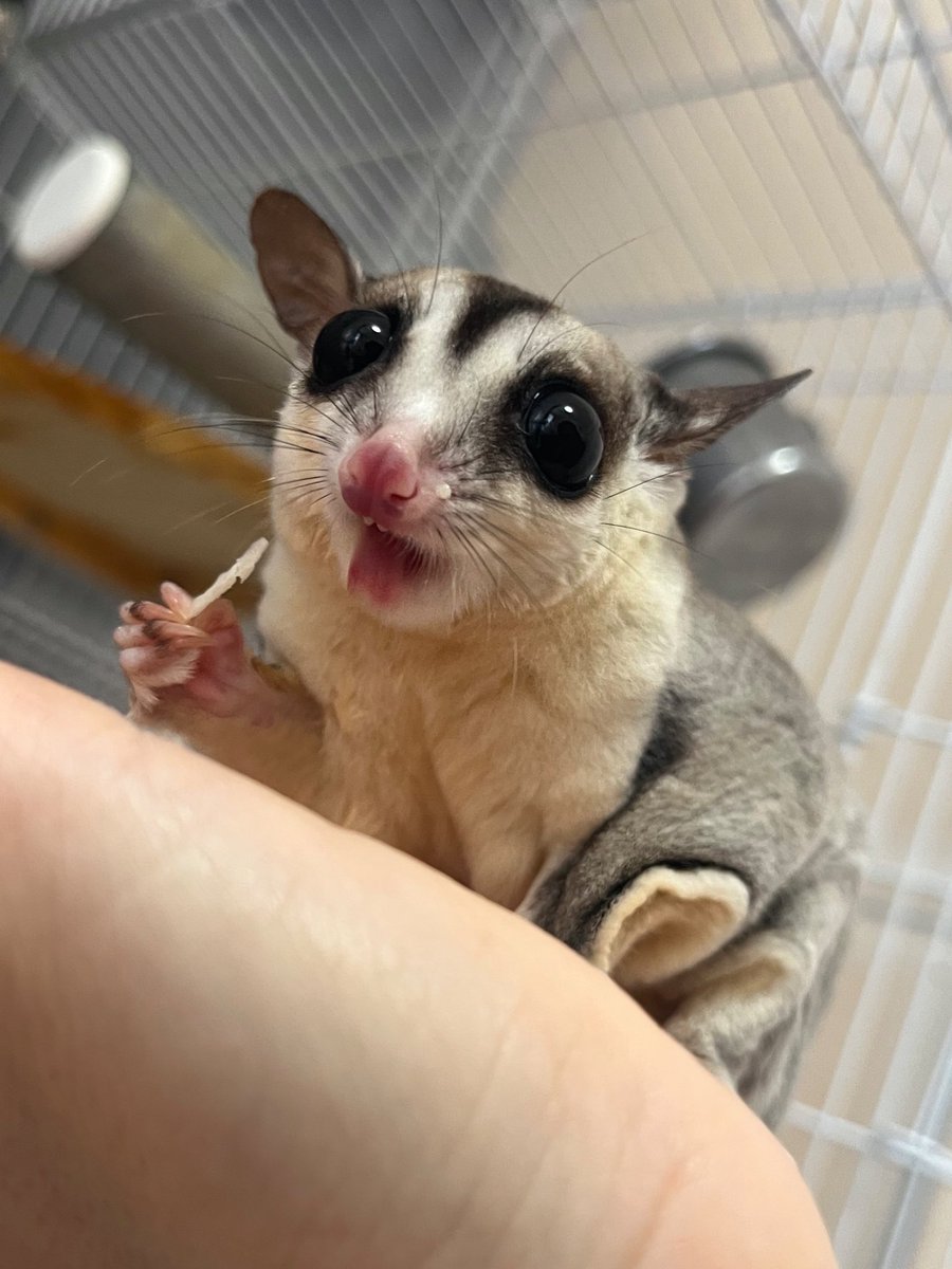 devi_bubu's tweet image. 毎回いい顔してくれる🩶☺️