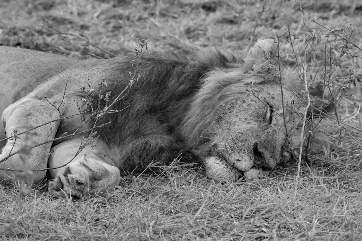bownaankamal's tweet photo. Big Cats of Africa ๐
1) Lion couple โ Lake Manyara | Tanzania
2) Lioness โ Masai Mara | Kenya
3) Male lion โ Nairobi National Park | Kenya
4) Lioness of Namiri | Serengeti | Tanzania
#safariafrica #african_portraits #bigcats #africasafari #jawsafrica #felinesrealm https://t.co/0kd30LHRyV