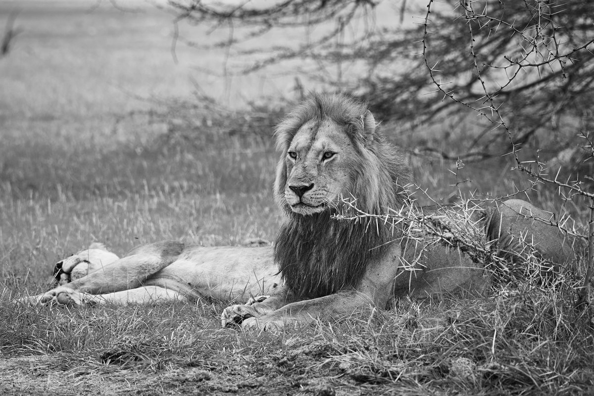 bownaankamal's tweet photo. Big Cats of Africa ๐
1) Lion couple โ Lake Manyara | Tanzania
2) Lioness โ Masai Mara | Kenya
3) Male lion โ Nairobi National Park | Kenya
4) Lioness of Namiri | Serengeti | Tanzania
#safariafrica #african_portraits #bigcats #africasafari #jawsafrica #felinesrealm https://t.co/0kd30LHRyV