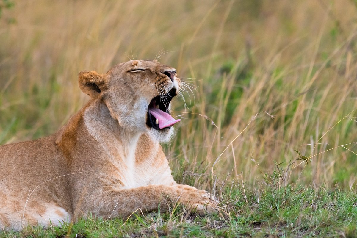 bownaankamal's tweet photo. Big Cats of Africa ๐
1) Lion couple โ Lake Manyara | Tanzania
2) Lioness โ Masai Mara | Kenya
3) Male lion โ Nairobi National Park | Kenya
4) Lioness of Namiri | Serengeti | Tanzania
#safariafrica #african_portraits #bigcats #africasafari #jawsafrica #felinesrealm https://t.co/0kd30LHRyV