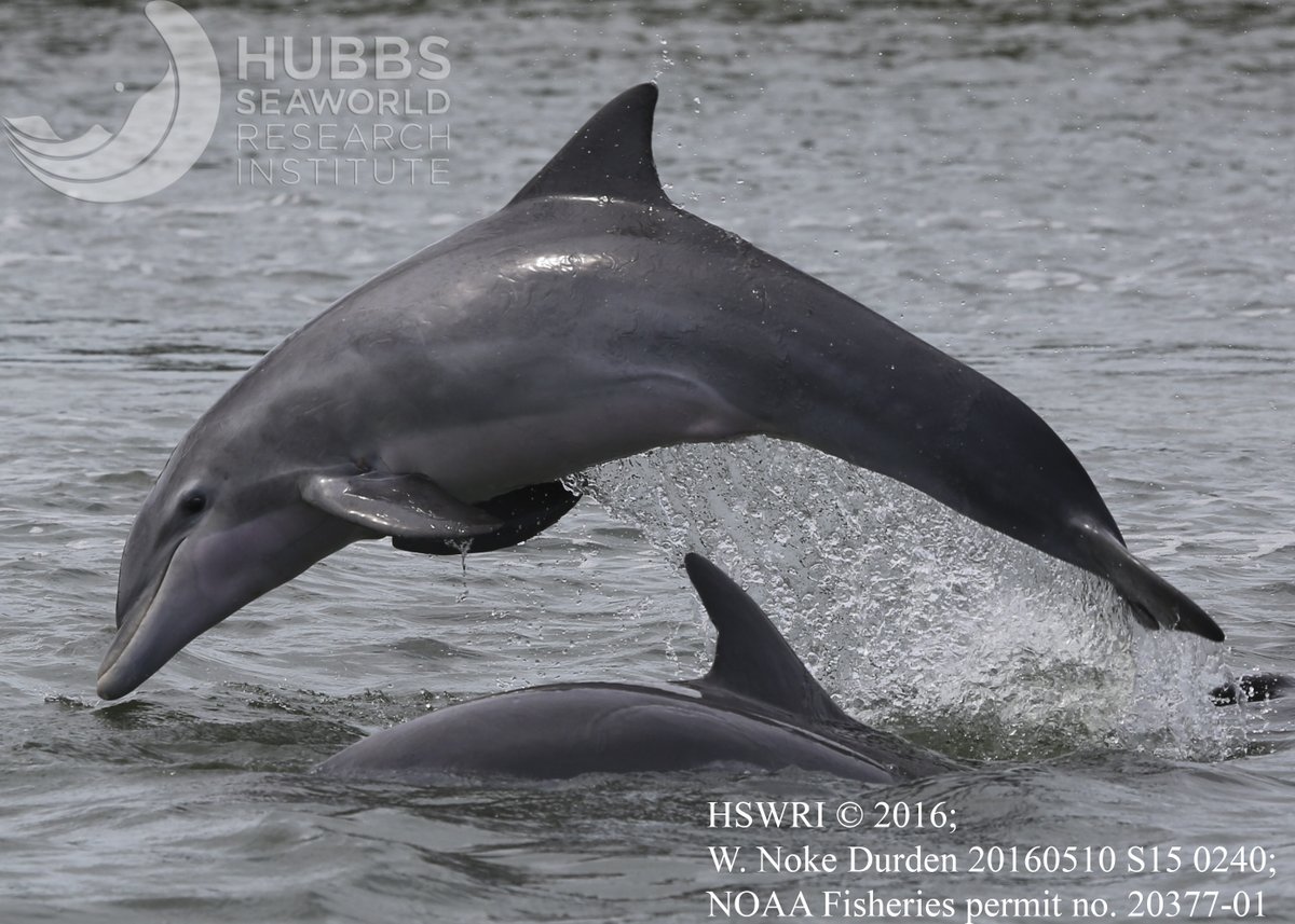 Hubbs-SeaWorld Research Institute (@hubbsresearch) on Twitter photo HSWRI research scientist Wendy Noke Durden spoke with @FloridaToday about our paper recently published in the Journal of Wildlife Diseases. #Dolphins #DolphinRescue #IndianRiverLagoon #Florida #NOAAFisheries #IRLNEP <a href="/SeaWorld/">SeaWorld</a> <a href="/NOAAFisheriesSE/">NOAA Fish Southeast</a> <a href="/flaspacecoast/">Florida's Space Coast</a> <a href="/IRLProgram/">IRLNEP</a> HSWRI research scientist Wendy Noke Durden spoke with @FloridaToday about our paper recently published in the Journal of Wildlife Diseases. #Dolphins #DolphinRescue #IndianRiverLagoon #Florida #NOAAFisheries #IRLNEP <a href="/SeaWorld/">SeaWorld</a> <a href="/NOAAFisheriesSE/">NOAA Fish Southeast</a> <a href="/flaspacecoast/">Florida's Space Coast</a> <a href="/IRLProgram/">IRLNEP</a>