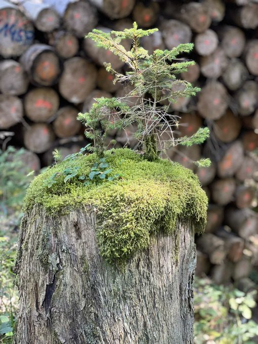 Fractale patronen. Een heel miniatuur bos op een oude boomstam. 📷 mda @ReinBijlsma