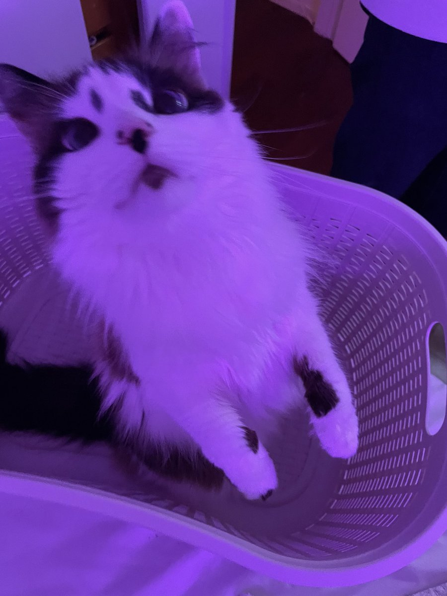 freegoblinpics's tweet photo. laundry basket AND purple cat ?? anything is possible https://t.co/wLq6nGYRYN