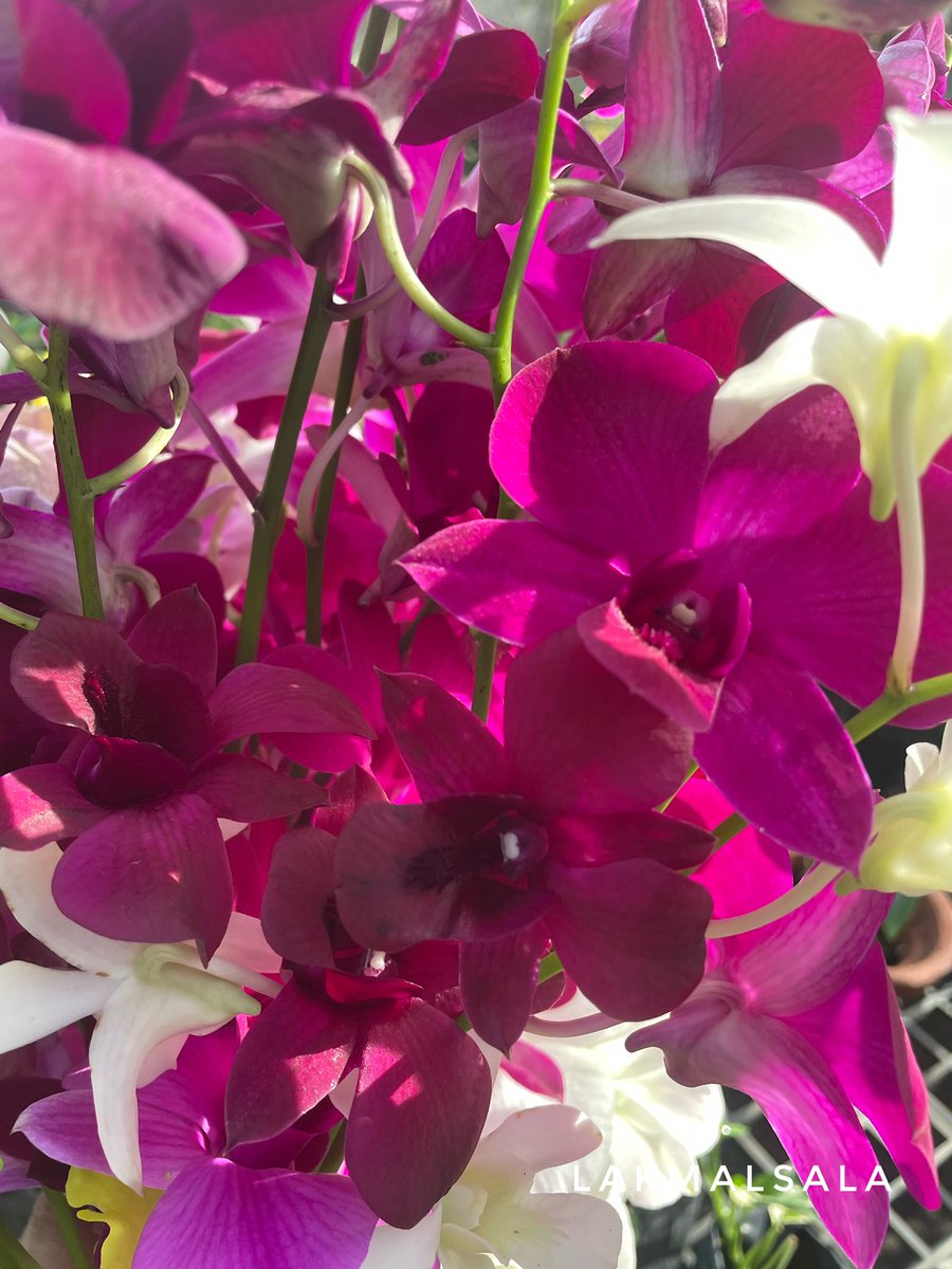 Available Cut Flowers - Lakmalsala Colombo 04
Contact 076 818 3480 for orders. 
#ලක්මල්සල #lakmaluyana #lakmalsala #floralarrangments #orchids #cutflowers