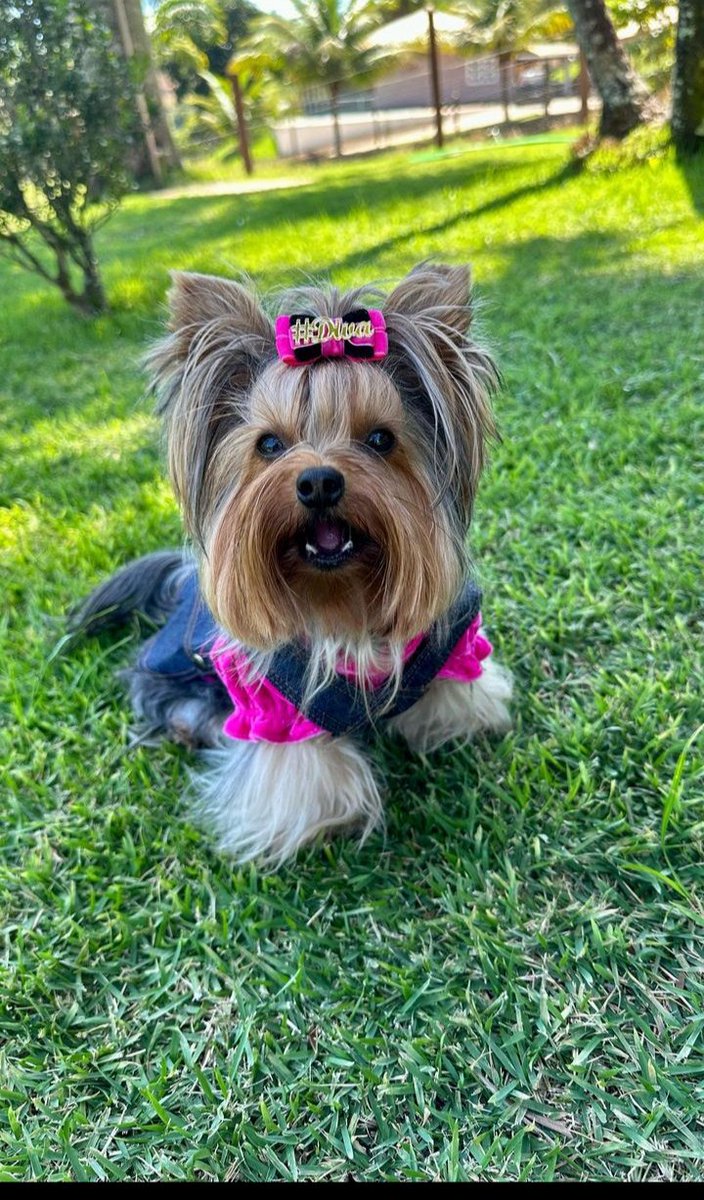 Yorkshire Terrier lovers club (@yorkshire__club) on Twitter photo 