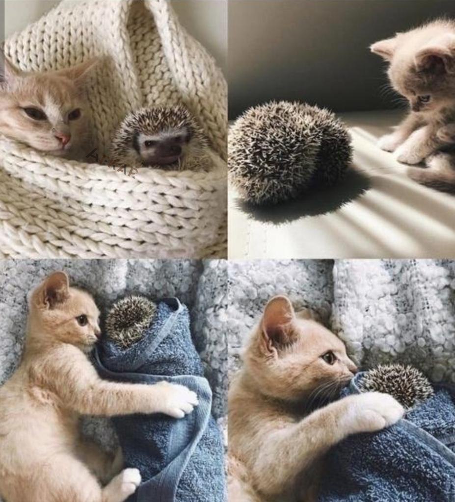 حتی اگه خارم باشی بالاخره یکی پیدا میشه که دوستت داشته باشه:)