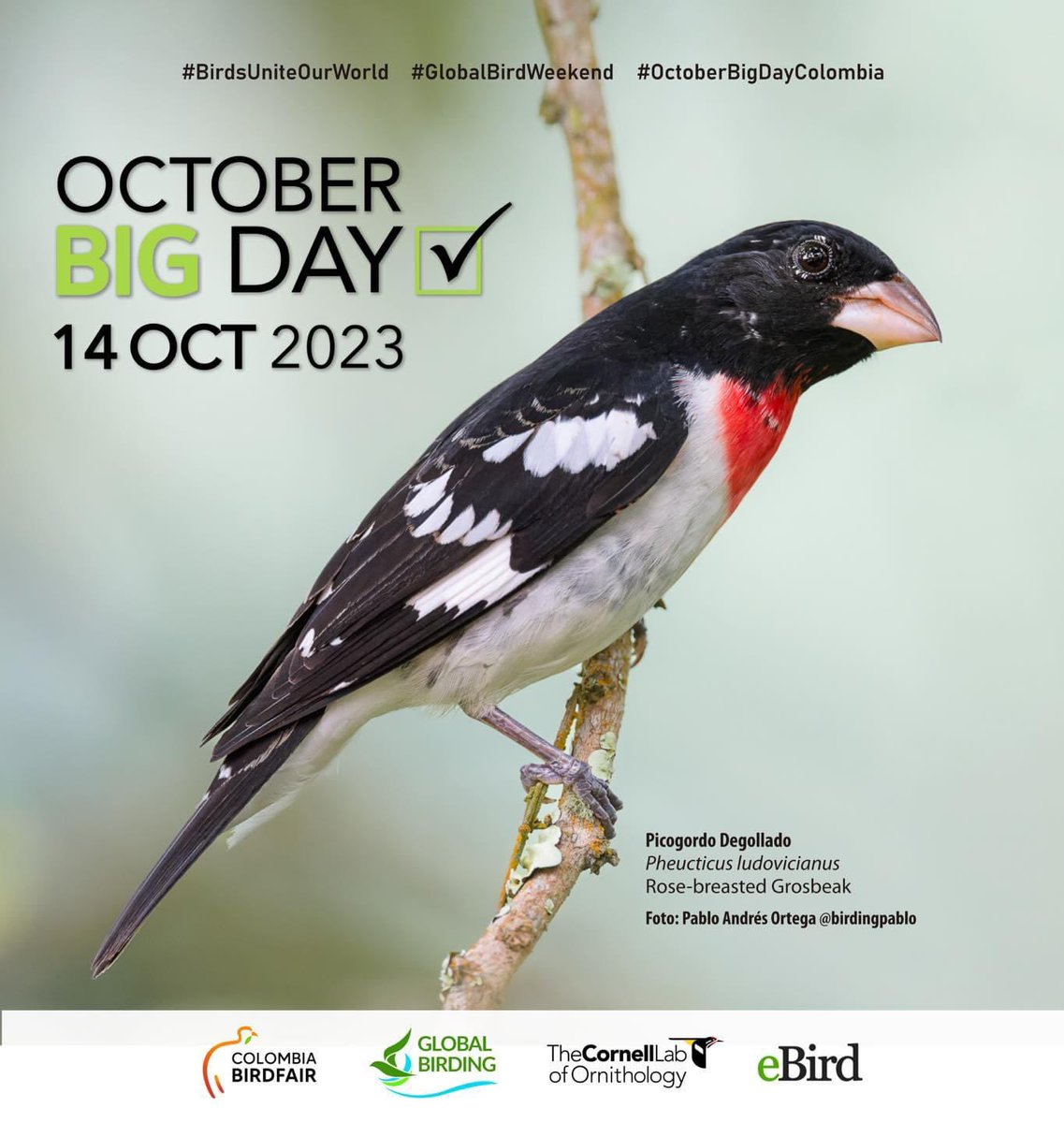 Ready to join the #ColombiaBirdfair team and participate in the #GlobalBirdWeekend: October 13, 14 & 15. I will report my
bird observations on @Team_eBird 
📸 @BirdingPablo  
📸 @ColombiaBF 
#OctoberBigDay
#BirdsUniteOurWorld
#globalbirding