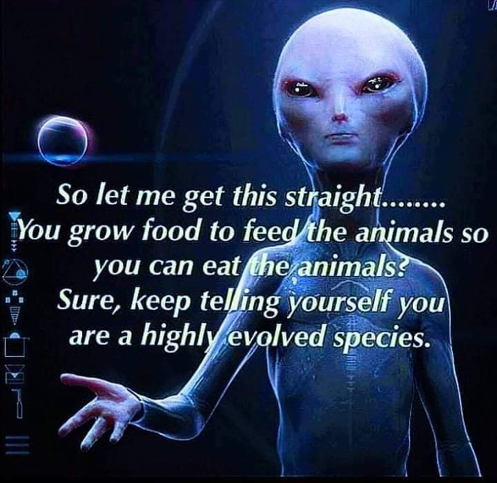 Have a cruelty free day 🐷✌

#alien #healthproducts #healthyfood #animalsfeelpainmorethanplants #hypocrisy #wouldyoueatyourpet #animalrights #treatothershowyouwanttobetreated #eggs #babies #lactoseintolerant
#dairyfree #prolife #cheese #bacon #cancersurvivor #vegetarian