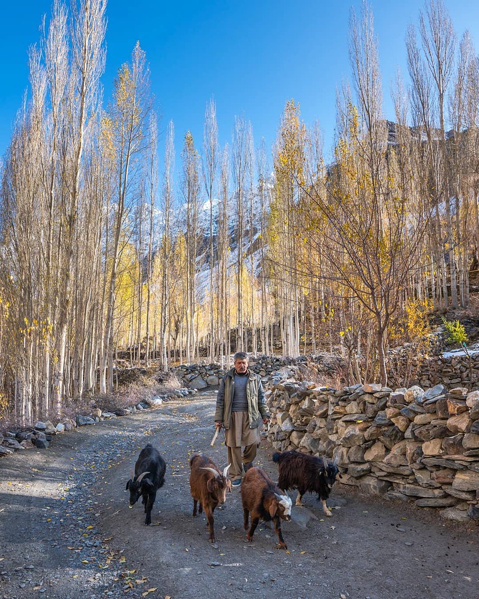 EcoVibeExplorer's tweet photo. Misgar is a beautiful valley which lies on the northern edge of the Hunza within Gilgit Baltistan, where Pakistan shares its borders with China and Afghanistan. 
In recent years, Misgar has gained prominence as a starting point for a trek to two Silk Road passes: Kilik and Mintaka Passes, both of which lead to the Tarim Basin in China. 

📷https://t.co/vq2W9ytY4x