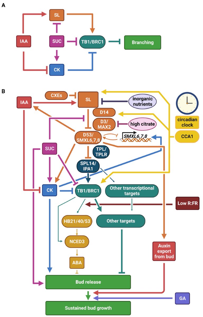 PCP_EIC's tweet photo. 📙From PCP Latest Issue (64-9): Mini Review in Special Issue 'Strigolactones'
Strigolactones and Shoot Branching: What Is the Real Hormone and How Does It Work?
https://t.co/vQrE3kFdBq
Elizabeth A Dun et al.💐 https://t.co/hKw3UjjcNO