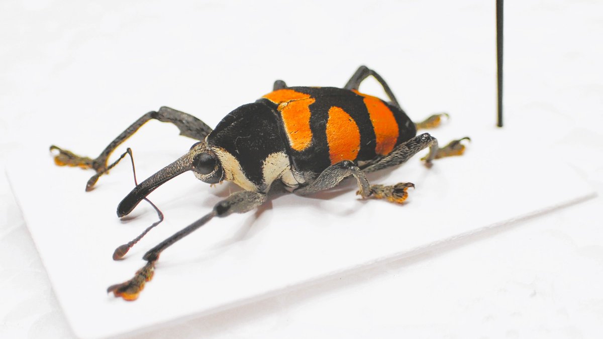 Bug's collector tweet media