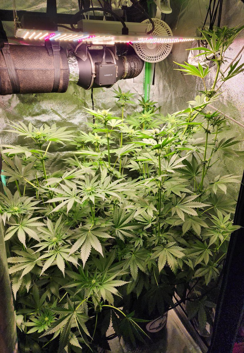 CannAGuyGrow tweet media