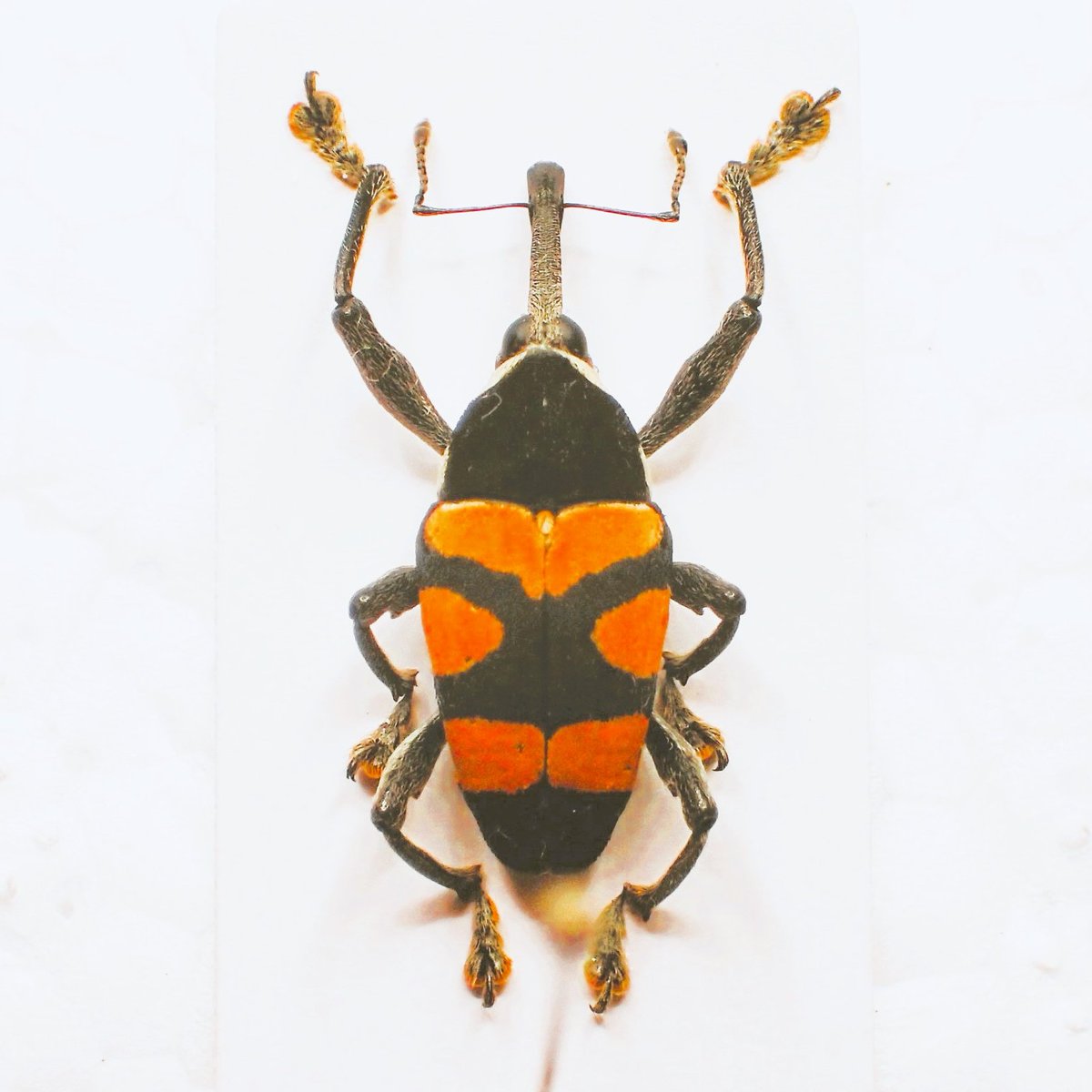 Bug's collector tweet media