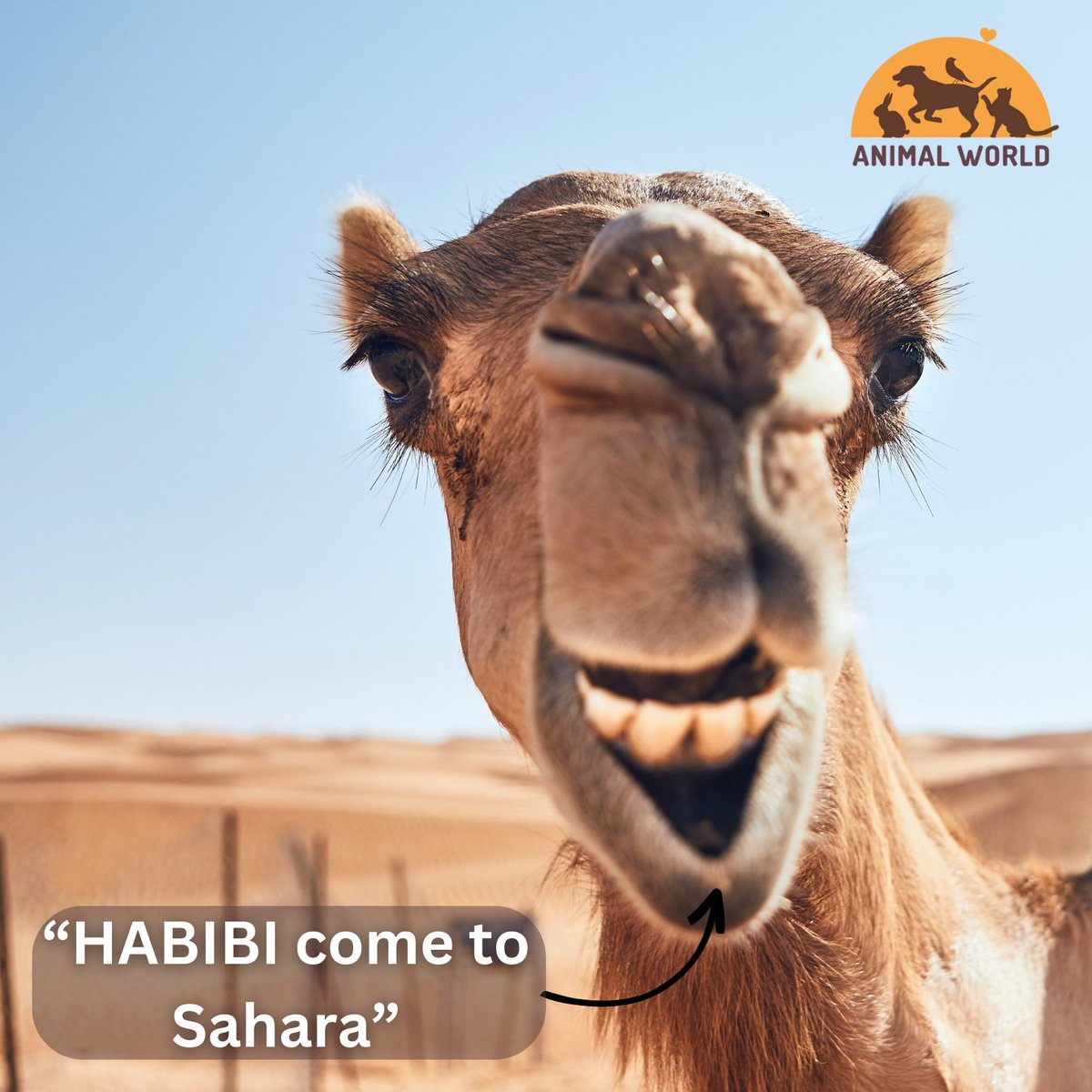 🐫 'Hey there, habibi! 🌵 The Sahara's calling, and it's time for a sand-tastic adventure! Pack your sunscreen and let's make some dunes-day memories! 🌞🏜️ #CamelAdventures #SaharaSquad #HabibiInTheDesert #TravelGoals #animalworldx #animalworld' 🐪