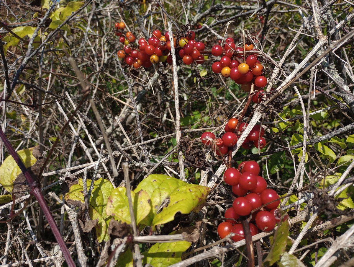 Chains of attractive Black Bryony berries in the hedges at the moment. #wildflowerhour #bryony #TwitterNatureCommunity #autumn #autumnwatch #berries