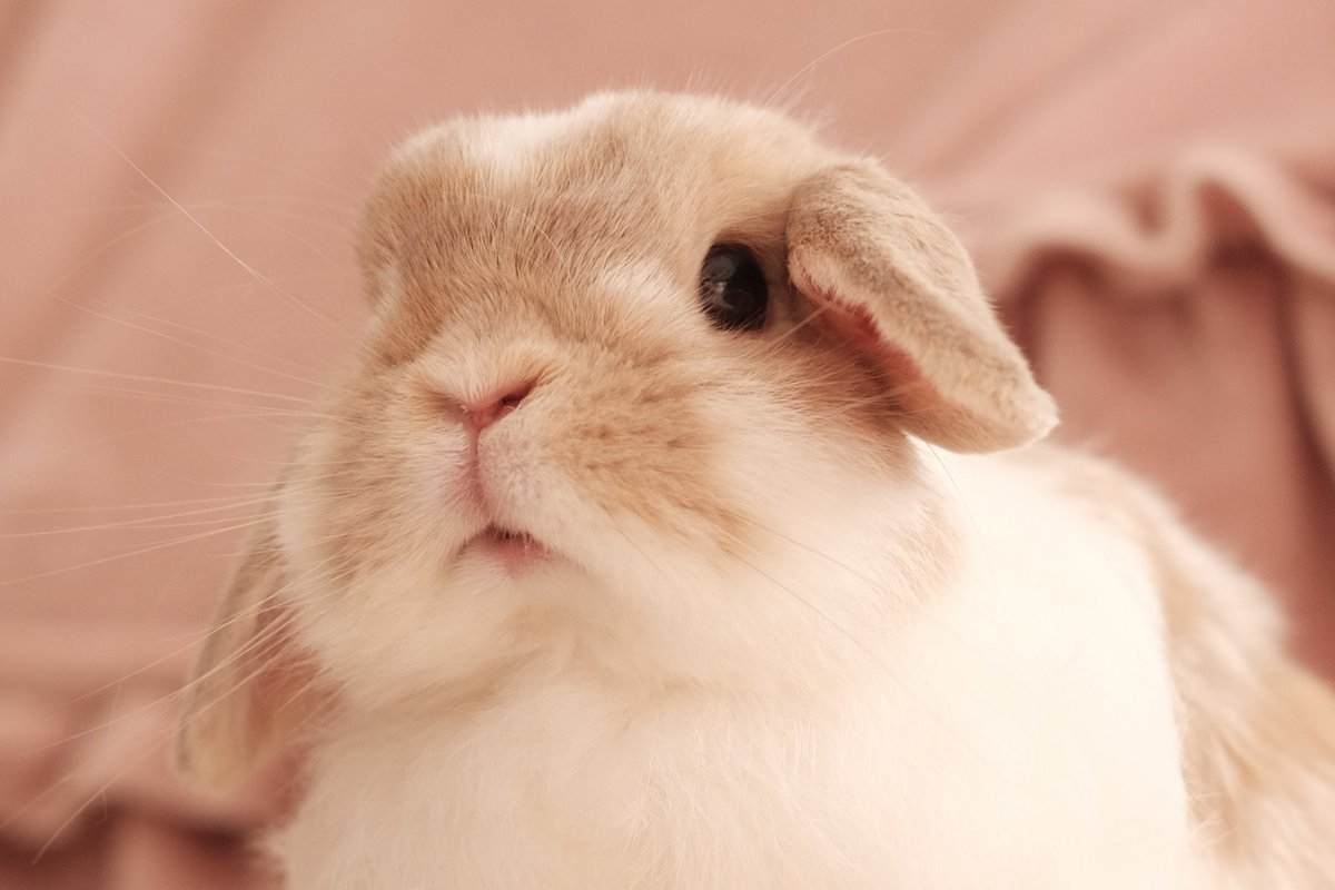 chaitter_now's tweet photo. うさぎのお鼻が
足りないあなたへ… https://t.co/uL61CP6Qrf
