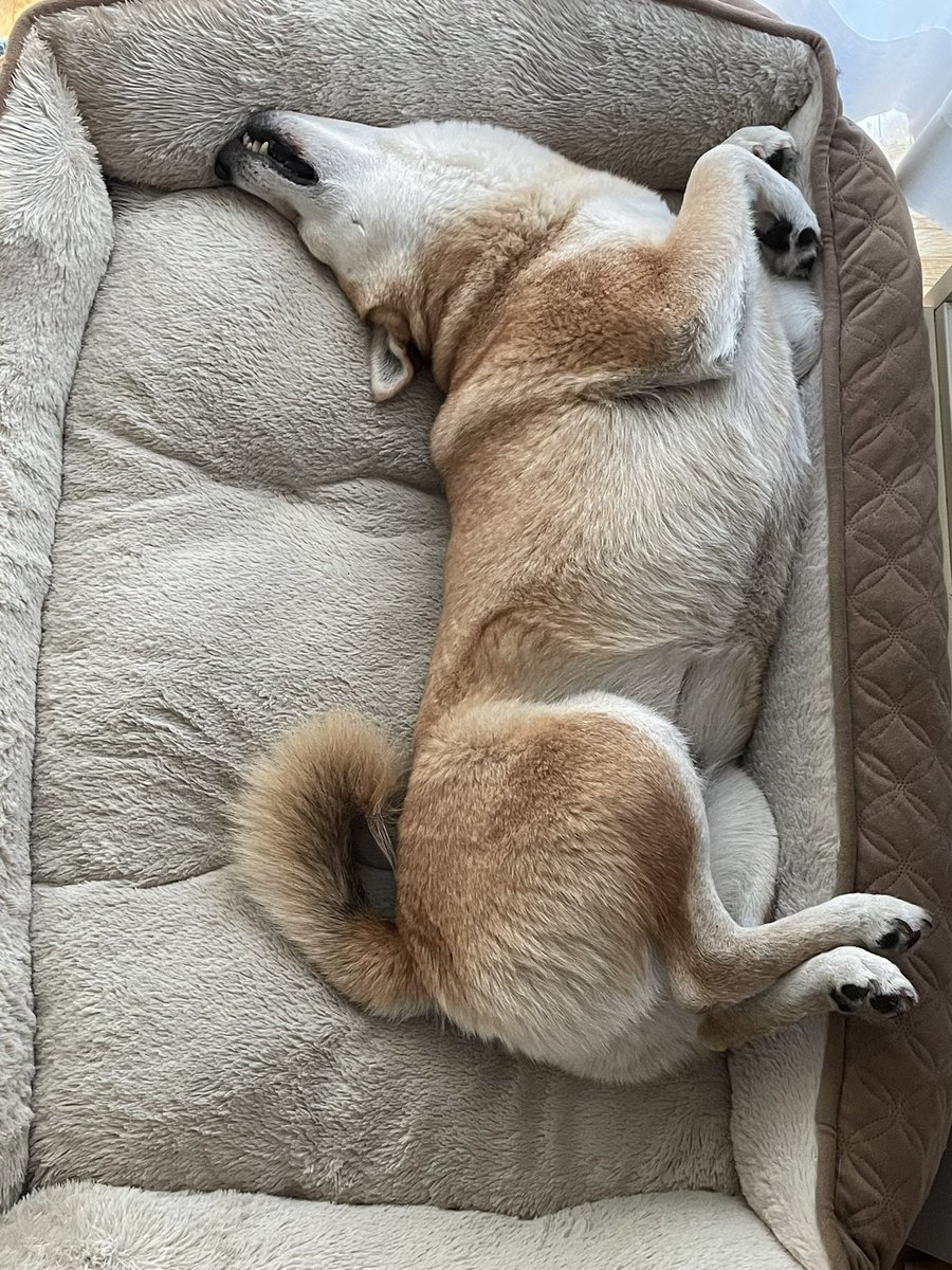 Shiba_Rio's tweet photo. Schlafpositionen von Shiba Inu, Folge drölzigneunhunderttausend: https://t.co/ohAaSf9I9l