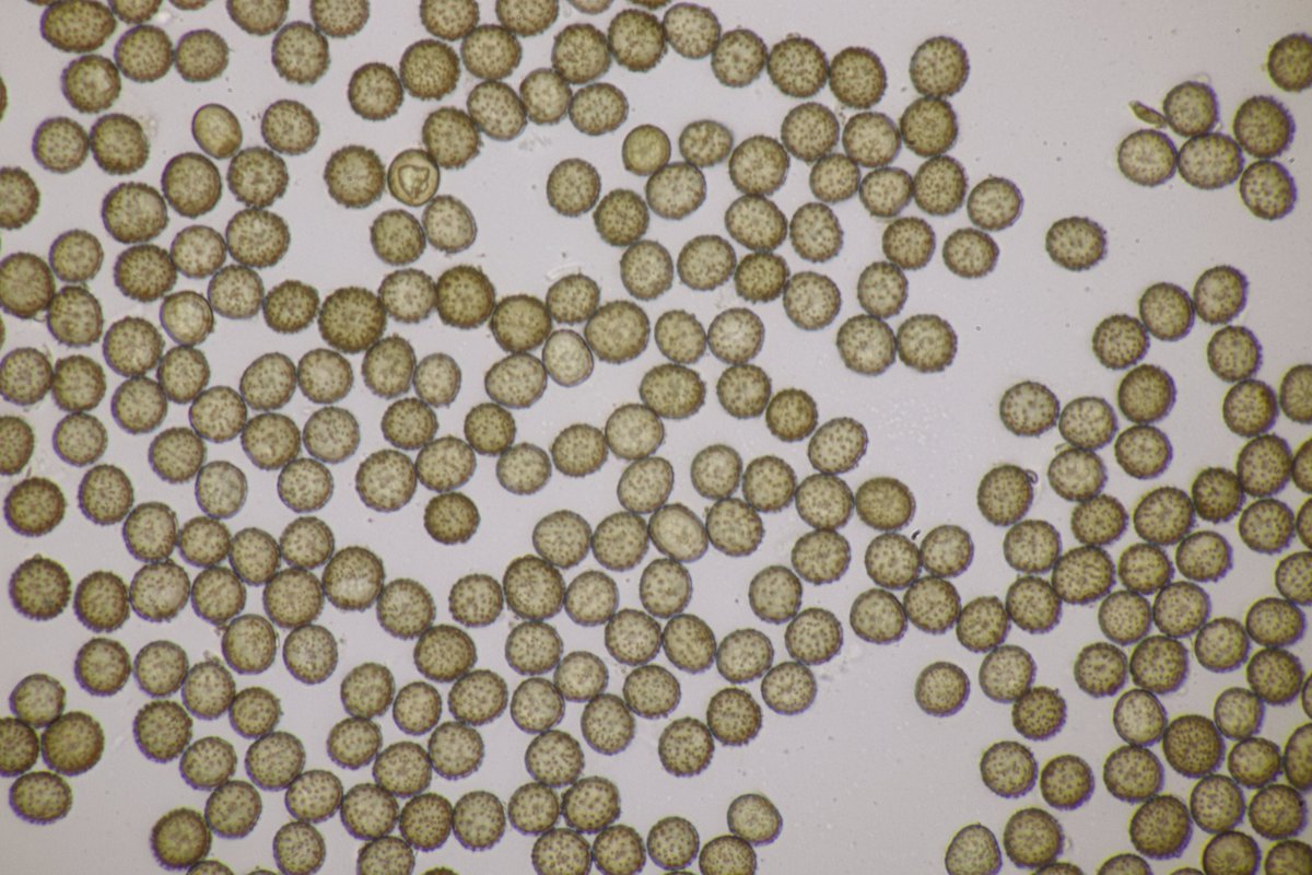RPilze's tweet photo. Ustilago maydis ex Zea mays
#Ustilagomaydis #Ustilago #Brandpilz #Brand #smut #smutfungus #Zea #Zeamays #Mais #Maisbeulenbrand #Maisbrand #Cornsmut #huitlacoche #Charbondumaïs #cuitlacoche #mushroom #mushrooms #fungus #fungi #pilz #pilze #champignons #champignon #nature #natur https://t.co/d84OvDYwFu