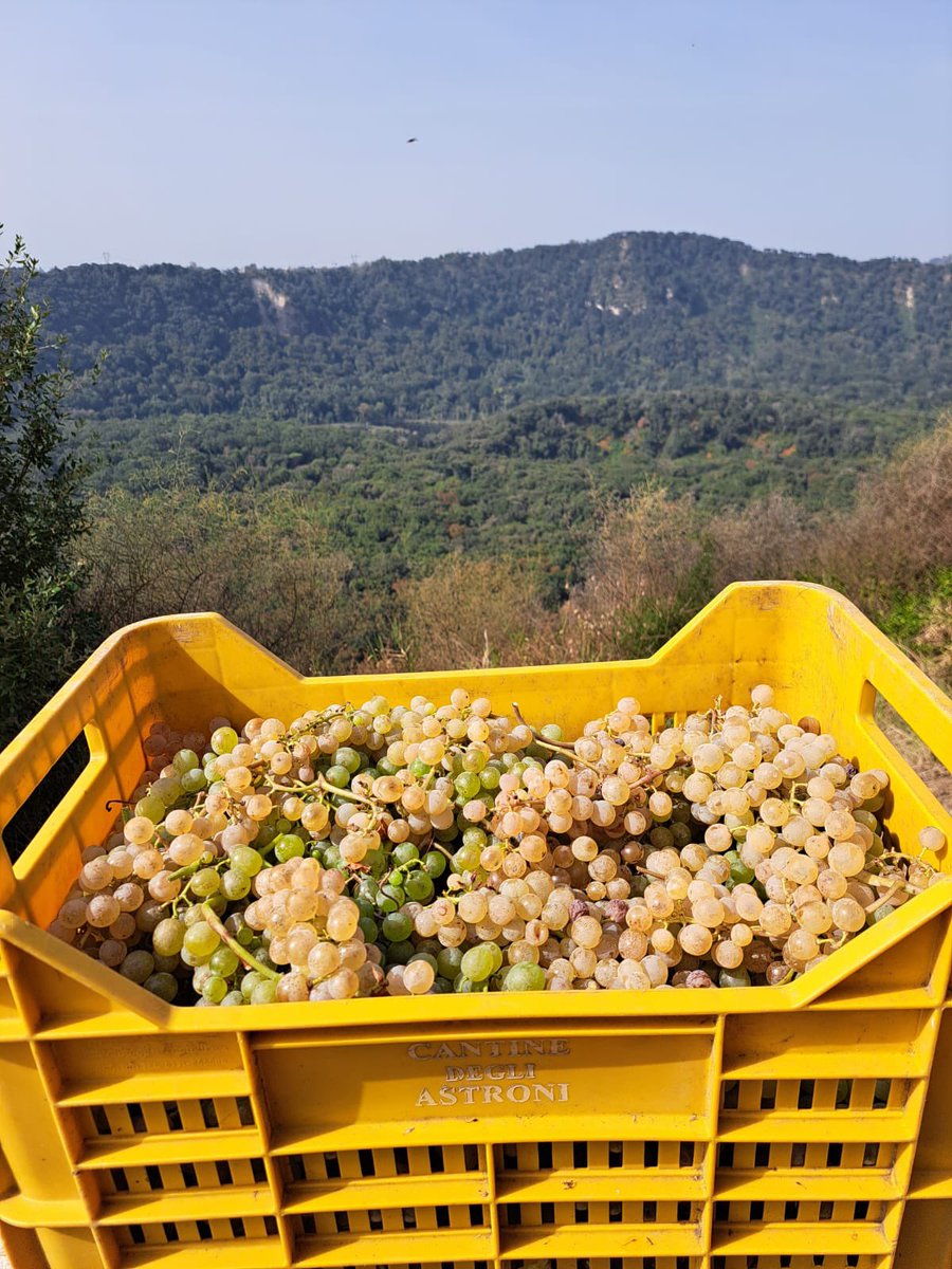 CANTINE ASTRONI tweet media