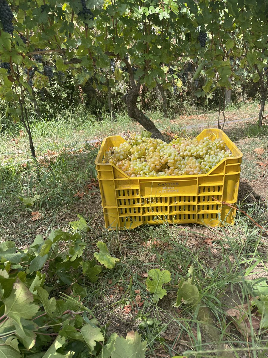 CANTINE ASTRONI tweet media