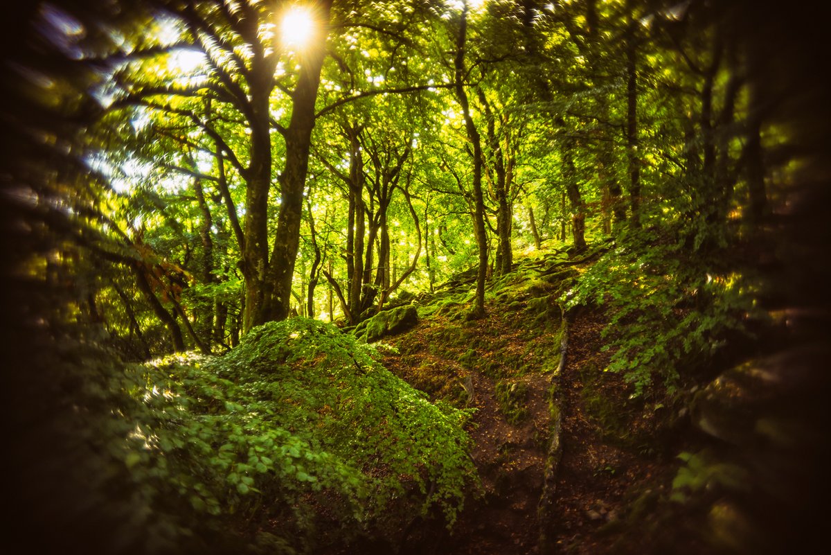 #WhiteWood just above #RiverDart the last time we were on #Dartmoor (been too wet lately) and I have stuff to catch up on! 🤣 #woodland #dartmoorphotography #dartmoorphotographer #photosofdartmoor