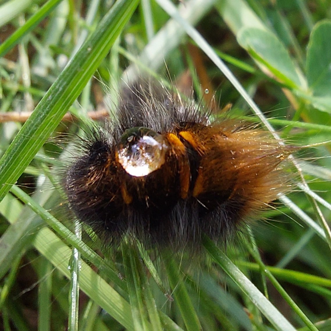 Slapende insecten zondagochtend.
Nog even opdrogen voor ze actief worden.

Rups rietvink.

#NatuurDichtbij #InsectsOfOurWorld