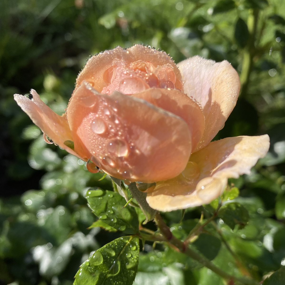 Somewhe07814641's tweet photo. A bit of a breezy one today, I think leaves and petals will be flying. 
#GardeningX #GardeningTwitter #StaySafe #RoseADay #Roses #SeptemberMornings https://t.co/fkIZyeO9sa