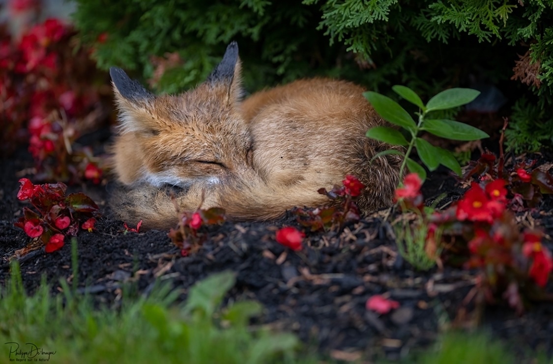 Thank you to @mon_regard_sur_la_nature on Instagram for this morning's rather relaxed #FoxOfTheDay