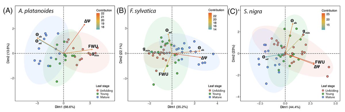 How important is foliar water uptake?

Foliar water uptake is a mechanism that may help plants cope with drought, it can be affected by various leaf traits. 
Losso et al. analyzed the potential for FWU, in 3 woody angiosperms.

bit.ly/3RHYaWf

 #Plantscience