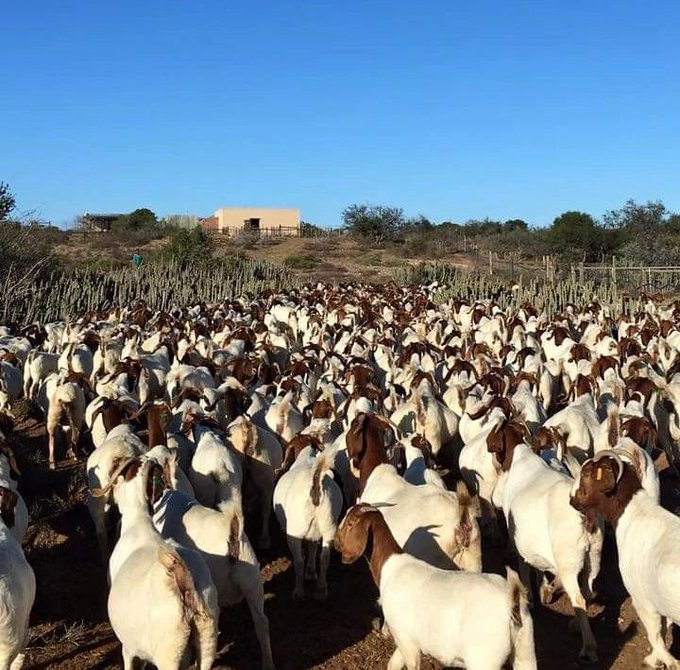 If you are interested in goat farming, please like and repost!

I will show you how.