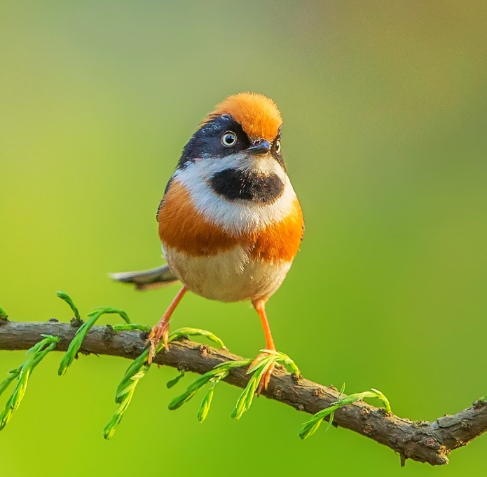 Lovely birds in China🐦 tweet media