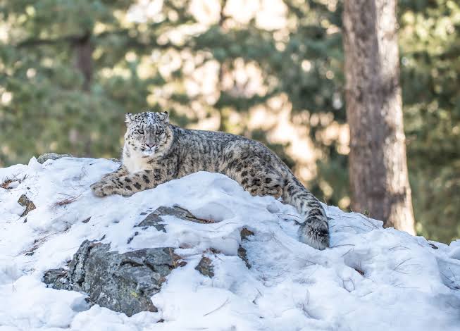 techteach234's tweet image. Snow leopards, the ghosts of the mountain, call Pakistan&apos;s rugged landscapes home. 🏔️🐆 Let&apos;s celebrate these elusive and endangered creatures, and work together to ensure their survival in the high Himalayas. 🌿❄️ #SnowLeopardConservation #PakistansWildlife #Pakistan 🇵🇰