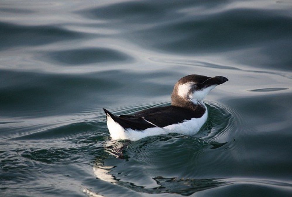 Palabra de hoy: amarar

Posarse sobre el mar.

#DiccionarioAceytuno 📚 #Naturaleza #sea #aves #birds 

📷  Alca (Alca torda)