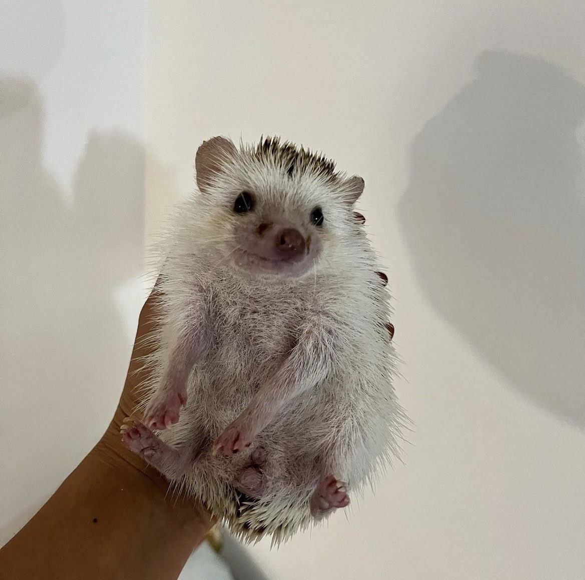 daily__hedgehog's tweet photo. Tuesday 19th September, 2023 https://t.co/Ks1Oax2ZrE
