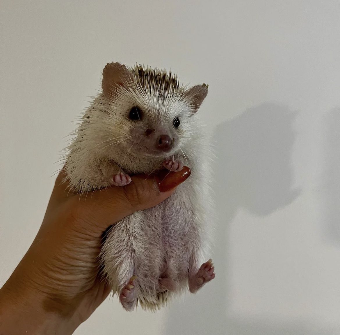daily__hedgehog's tweet photo. Tuesday 19th September, 2023 https://t.co/Ks1Oax2ZrE