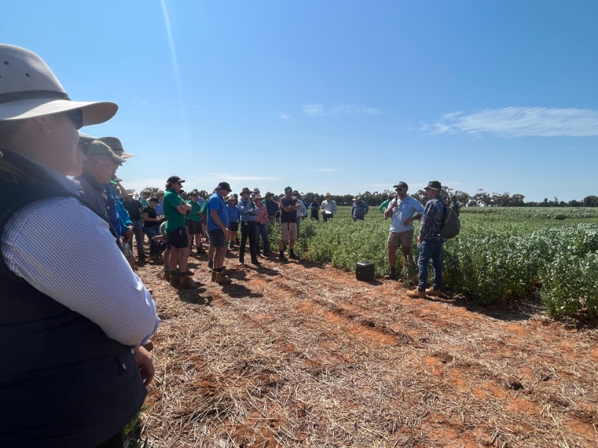 Outstanding attendance <a href="/brill_ag/">Rohan Brill</a> 's Ganmain research hub. Cereal disease updates with Simpfy &amp; Brad, farm drainage panning, P placement &amp; canola establishment, pulse choices &amp; N fixation with industry legend Mark Peoples (retired CSIRO). <a href="/theGRDC/">GRDC</a> <a href="/GrainOrana/">GOA</a> @nswdpi