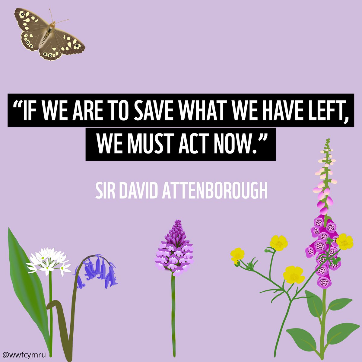 WWF Cymru 🌏 tweet media