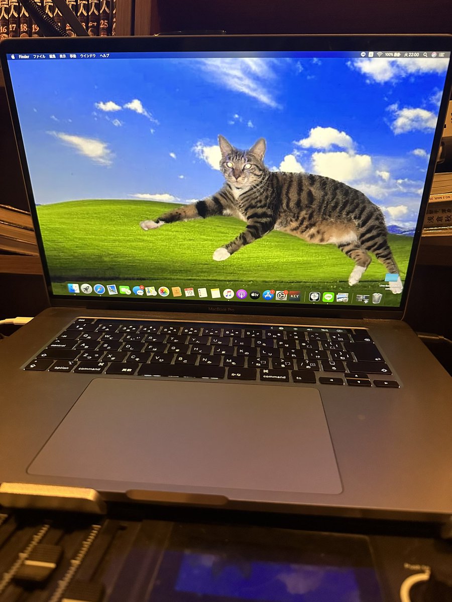 飼い猫をWindows画面の芝生に横たわらせた。(Macbook)