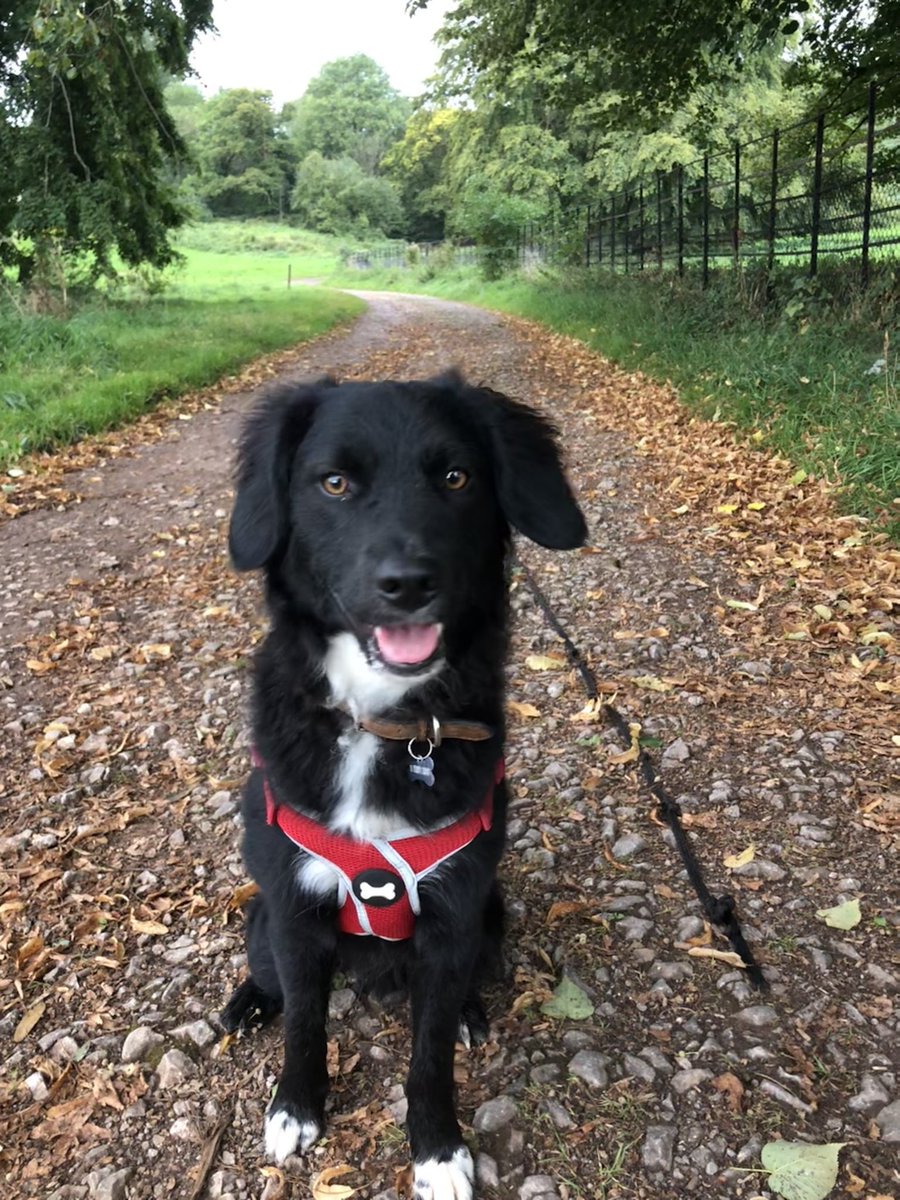 Hayleyali5's tweet photo. Dexter checked out the #WalkToRemember route this morning, says it’s pawesome. Join him on 8 Oct: 

https://t.co/R65frKwy58 https://t.co/GreTkl7Dkx
