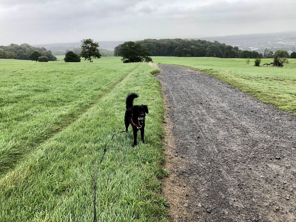 Hayleyali5's tweet photo. Dexter checked out the #WalkToRemember route this morning, says it’s pawesome. Join him on 8 Oct: 

https://t.co/R65frKwy58 https://t.co/GreTkl7Dkx