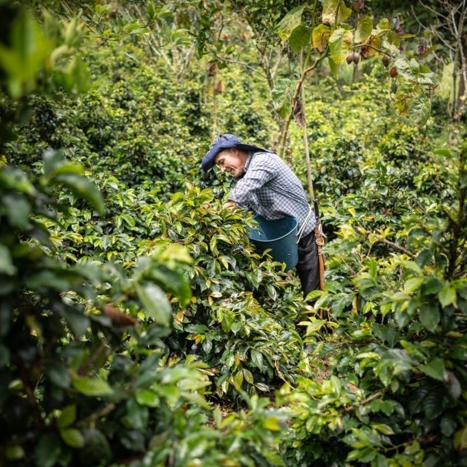 👩‍🌾Hands that have tended to coffee trees for decades weave the tapestry of our coffee's journey. Our mature agriculture team brings a wealth of experience to every harvest, turning coffee cherries into liquid gold.🌍☕ #coffee #cafe #coffeeharvest #morning #farmers #coffeecup