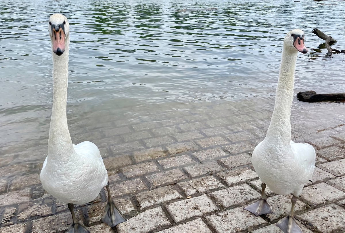 Paul mastodon.social/@AtorElabor tweet media